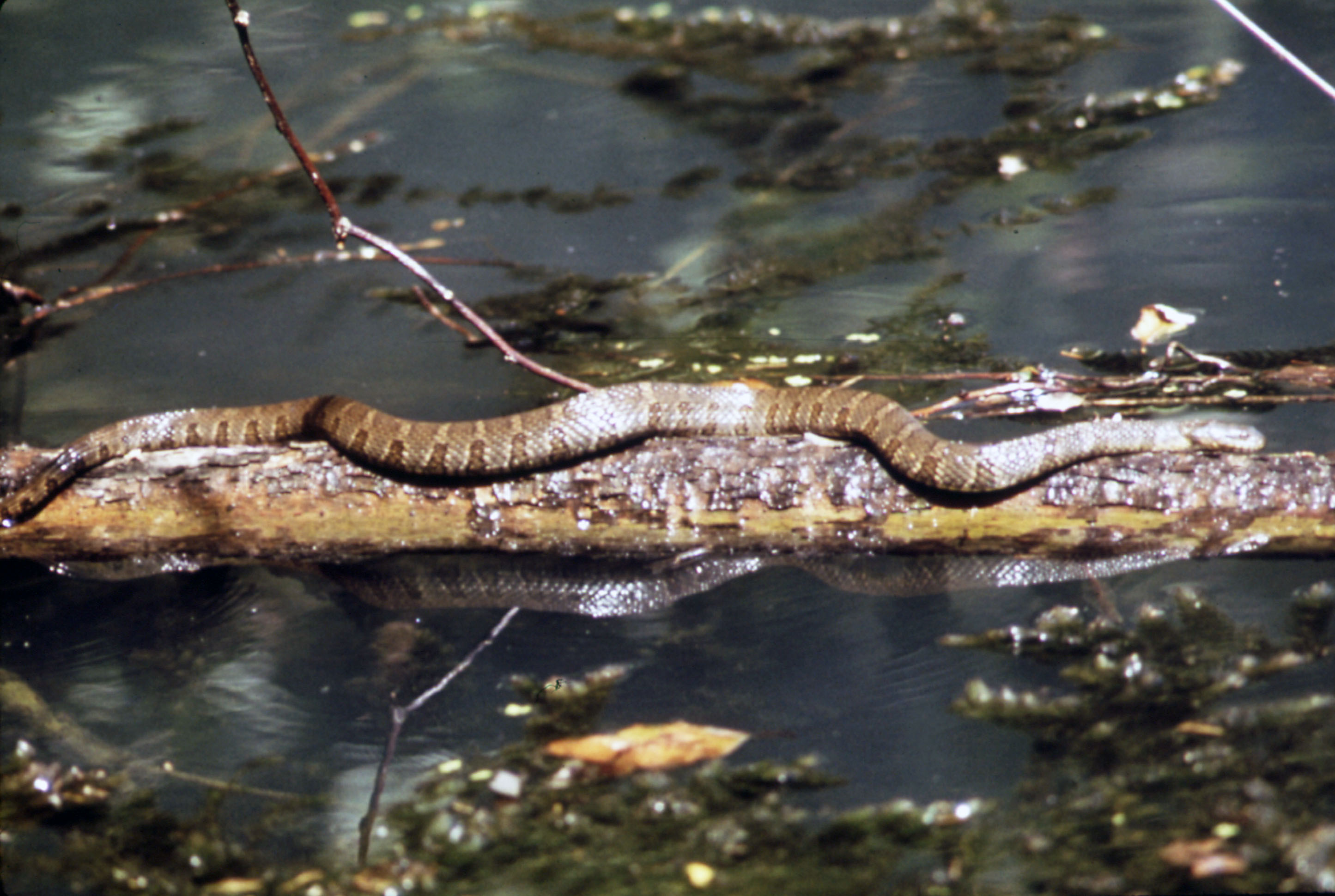 Yellow snake on a branch in a stream Yellow snake on a branch in a stream